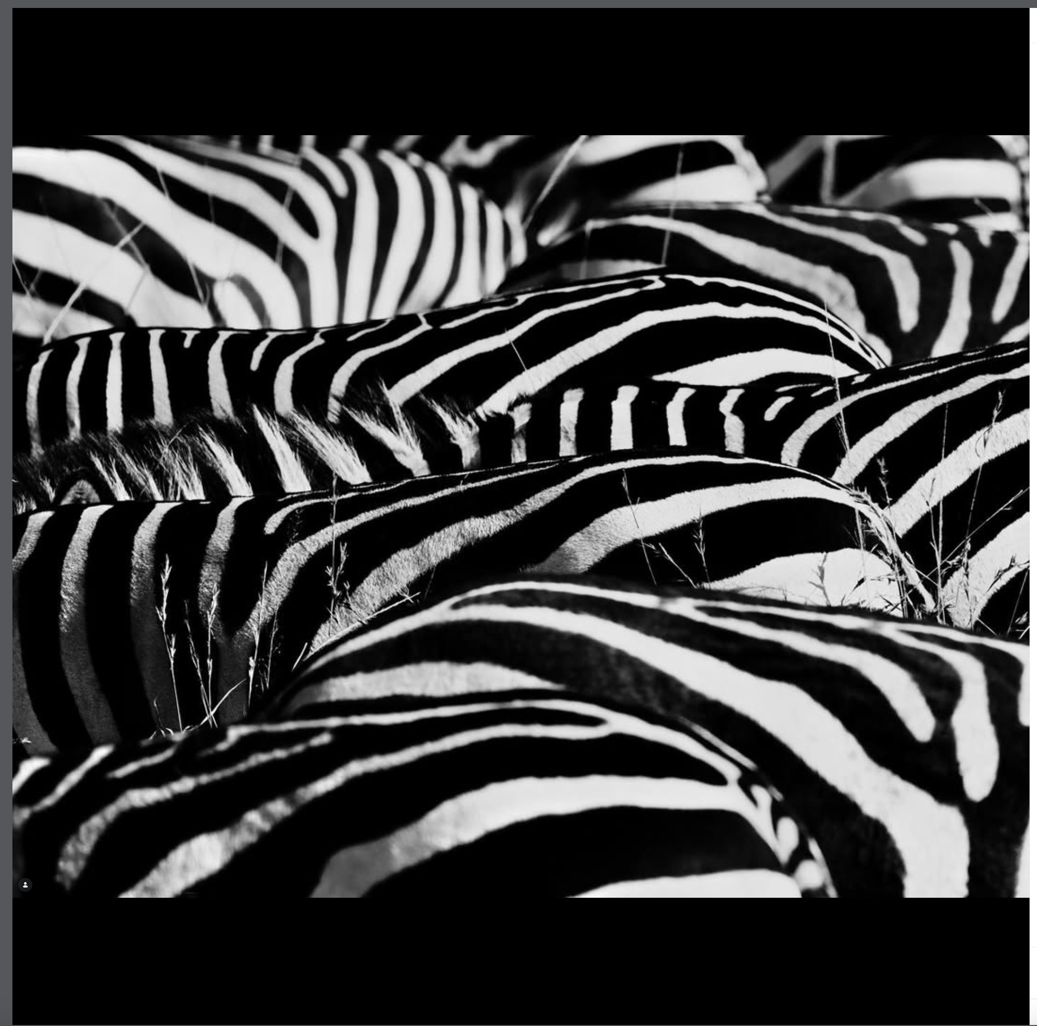 Zebras da savana