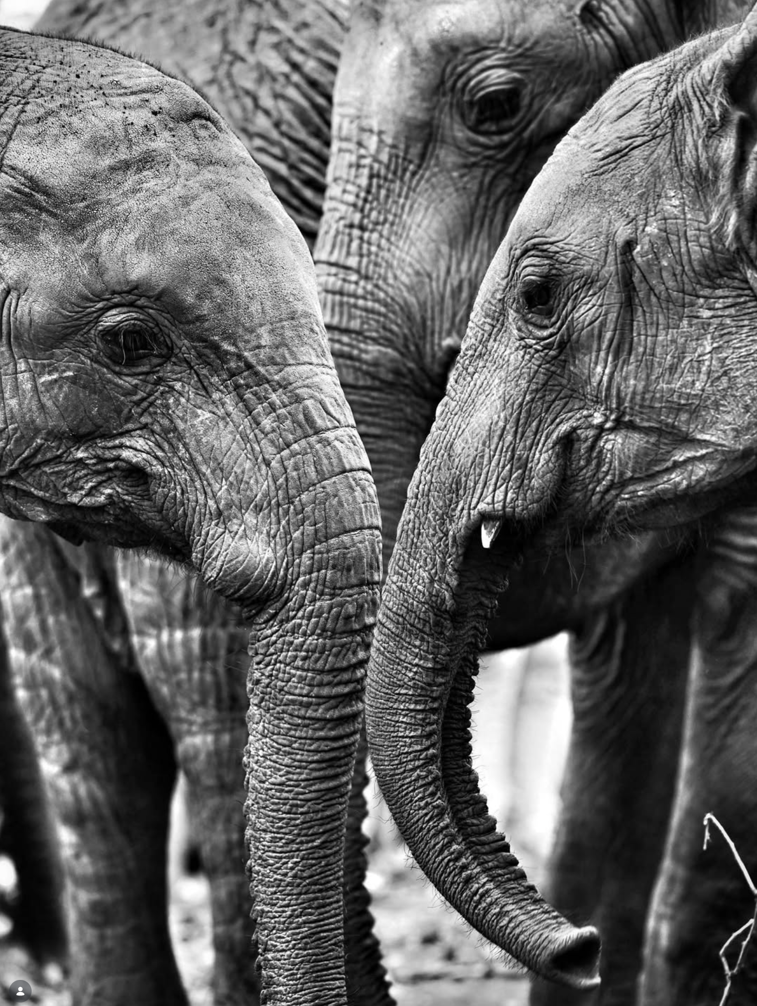 Elefantes de Amboseli