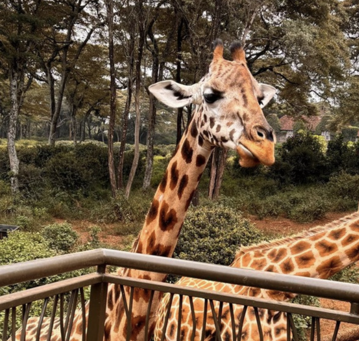 📍 David Sheldrick & Giraffe Centre