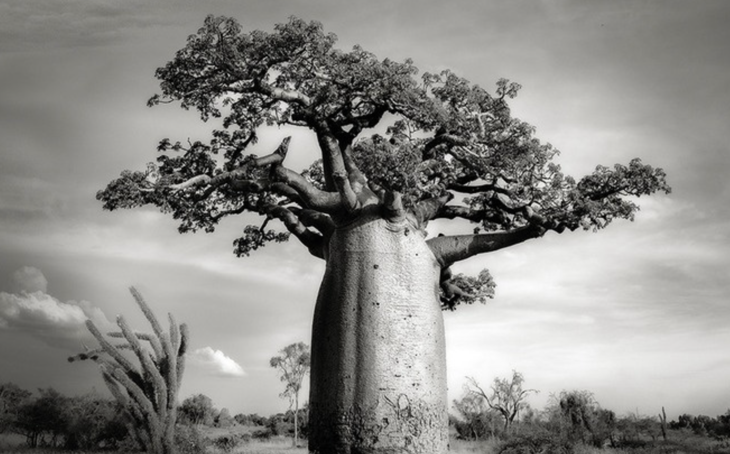 Baobá africano