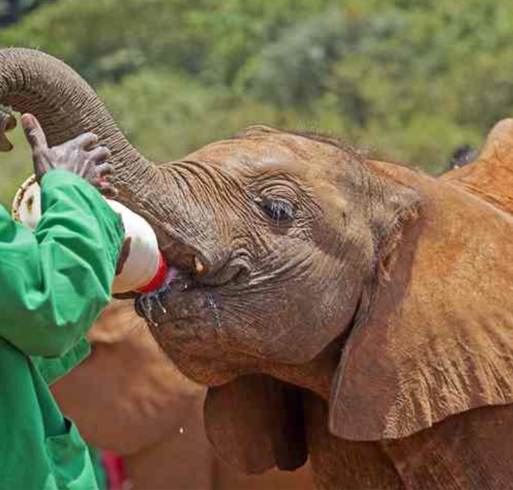 Orfanato de elefantes David Sheldrick