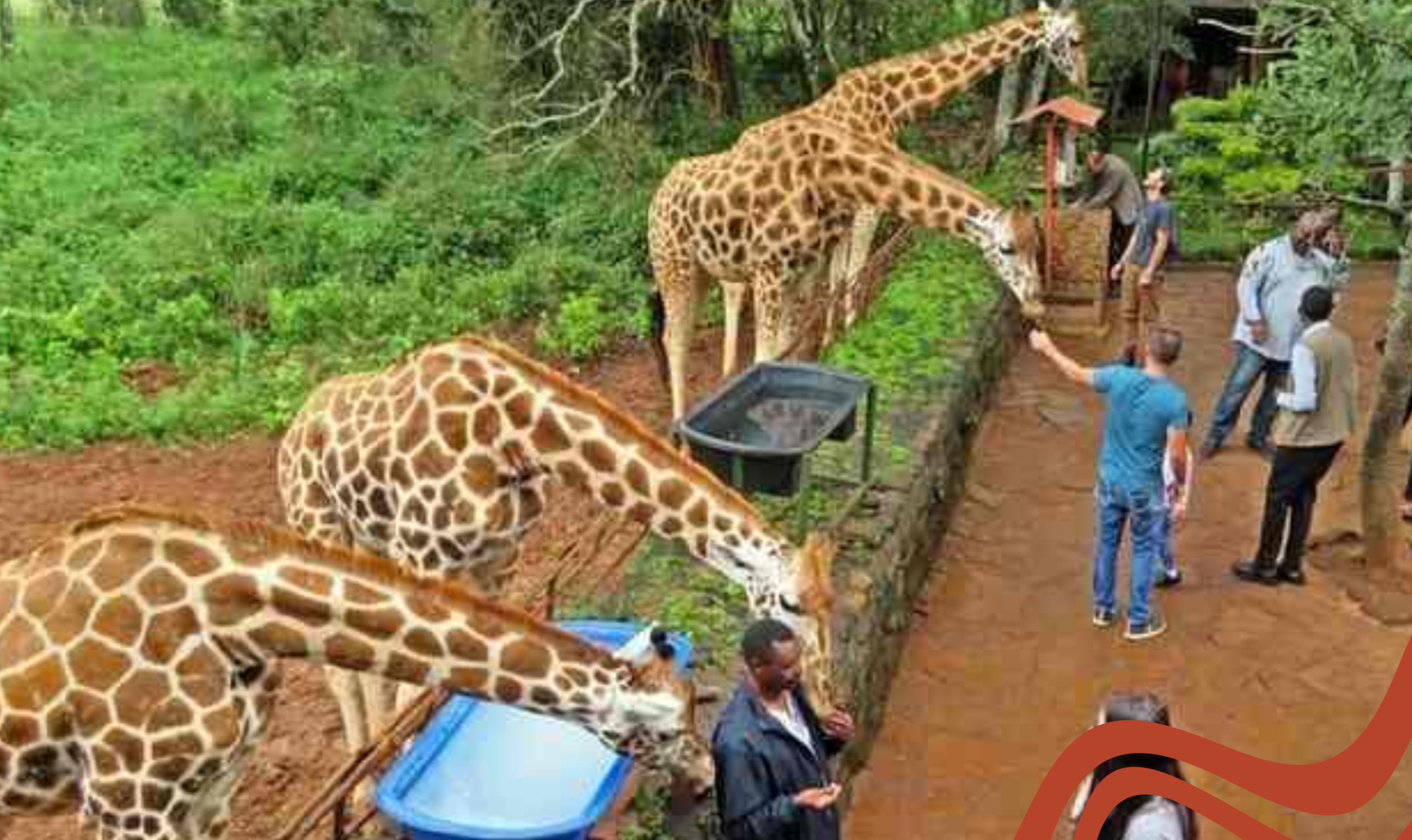 Girafas em Nairobi