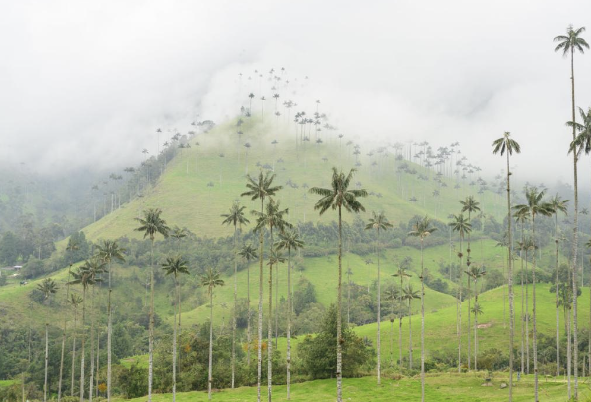 cocora