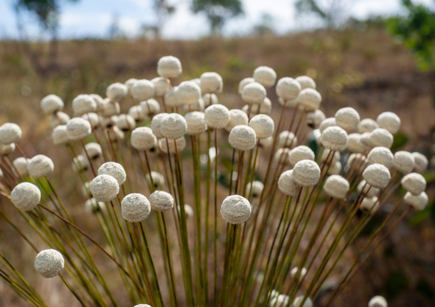 Flores sempre-vivas do cerrado