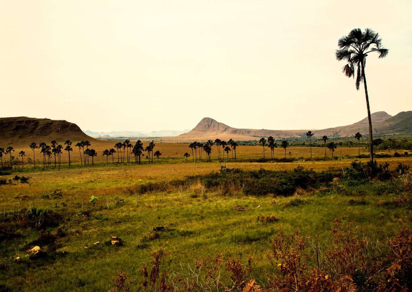 Cerrado da Chapada dos Veadeiros