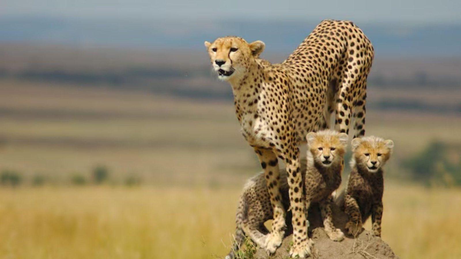 Guepardos na savana queniana